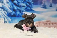 AKC Miss Bella, a female Miniature Schnauzer for sale in Antlers, OK – Photo 7 of 8