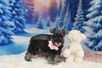 AKC Miss Bella, a female Miniature Schnauzer for sale in Antlers, OK – Photo 8 of 8