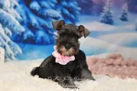 AKC Miss Bella, a female Miniature Schnauzer for sale in Antlers, OK – Photo 1 of 8