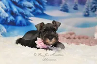 AKC Miss Bella, a female Miniature Schnauzer for sale in Antlers, OK – Photo 6 of 8