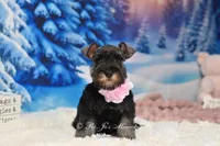 AKC Miss Bella, a female Miniature Schnauzer for sale in Antlers, OK – Photo 4 of 8