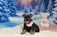 AKC Miss Bella, a female Miniature Schnauzer for sale in Antlers, OK – Photo 3 of 8