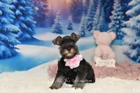 AKC Miss Bella, a female Miniature Schnauzer for sale in Antlers, OK – Photo 2 of 8