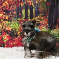 AKC Salt & Pepper | Mercedes, a female Miniature Schnauzer for sale in Antlers, OK – Photo 4 of 7