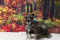 AKC Salt & Pepper | Mercedes, a female Miniature Schnauzer for sale in Antlers, OK – Photo 4 of 7