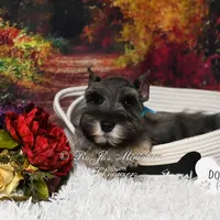AKC Salt & Pepper | Mercedes, a female Miniature Schnauzer for sale in Antlers, OK – Photo 6 of 7