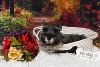 AKC Salt & Pepper | Mercedes, a female Miniature Schnauzer for sale in Antlers, OK – Photo 6 of 7