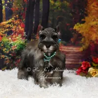 AKC Salt & Pepper | Mercedes, a female Miniature Schnauzer for sale in Antlers, OK – Photo 3 of 7