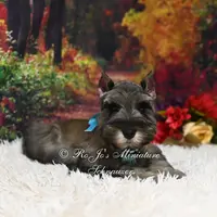 AKC Salt & Pepper | Mercedes, a female Miniature Schnauzer for sale in Antlers, OK – Photo 5 of 7