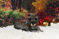 AKC Salt & Pepper | Mercedes, a female Miniature Schnauzer for sale in Antlers, OK – Photo 5 of 7