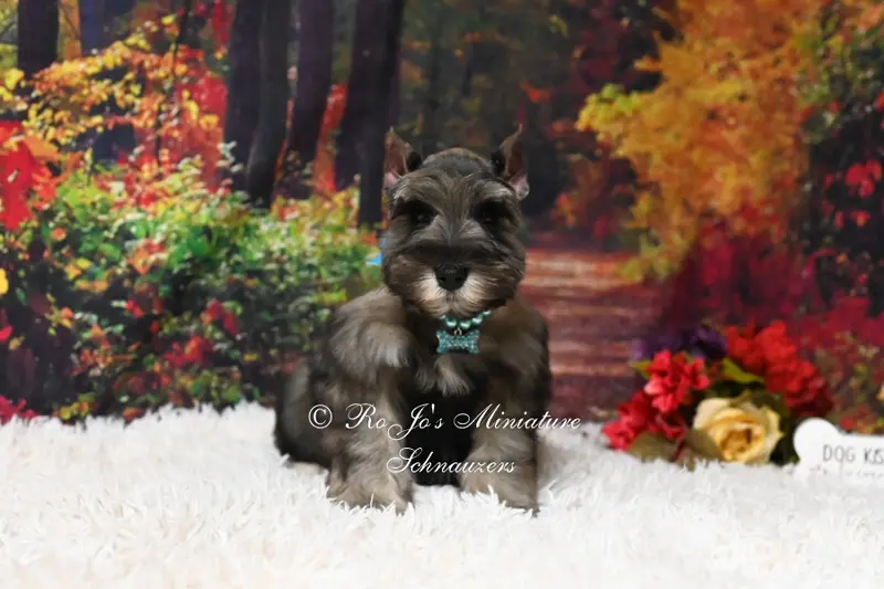 AKC Salt & Pepper | Mercedes