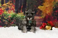 AKC Salt & Pepper | Mercedes, a female Miniature Schnauzer for sale in Antlers, OK – Photo 1 of 7