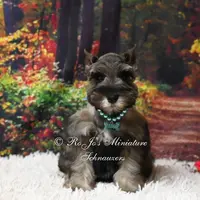 AKC Salt & Pepper | Mercedes, a female Miniature Schnauzer for sale in Antlers, OK – Photo 7 of 7