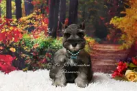 AKC Salt & Pepper | Mercedes, a female Miniature Schnauzer for sale in Antlers, OK – Photo 7 of 7