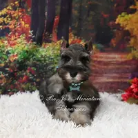 AKC Salt & Pepper | Mercedes, a female Miniature Schnauzer for sale in Antlers, OK – Photo 2 of 7