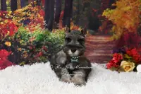 AKC Salt & Pepper | Mercedes, a female Miniature Schnauzer for sale in Antlers, OK – Photo 2 of 7