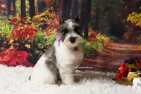 Salt & Pepper Parti | Mandi, a female Miniature Schnauzer for sale in Antlers, OK – Photo 3 of 8