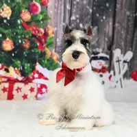 Salt & Pepper Parti | Mandi, a female Miniature Schnauzer for sale in Antlers, OK – Photo 1 of 8