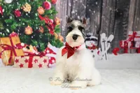 Salt & Pepper Parti | Mandi, a female Miniature Schnauzer for sale in Antlers, OK – Photo 1 of 8