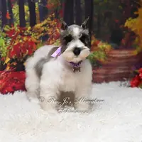 Salt & Pepper Parti | Mandi, a female Miniature Schnauzer for sale in Antlers, OK – Photo 5 of 8