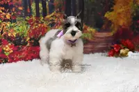 Salt & Pepper Parti | Mandi, a female Miniature Schnauzer for sale in Antlers, OK – Photo 5 of 8