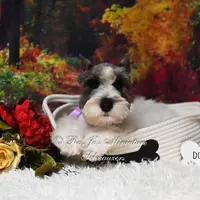 Salt & Pepper Parti | Mandi, a female Miniature Schnauzer for sale in Antlers, OK – Photo 2 of 8