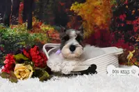 Salt & Pepper Parti | Mandi, a female Miniature Schnauzer for sale in Antlers, OK – Photo 2 of 8