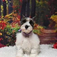 Salt & Pepper Parti | Mandi, a female Miniature Schnauzer for sale in Antlers, OK – Photo 8 of 8