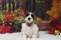 Salt & Pepper Parti | Mandi, a female Miniature Schnauzer for sale in Antlers, OK – Photo 8 of 8