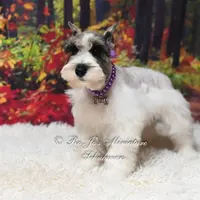 Salt & Pepper Parti | Mandi, a female Miniature Schnauzer for sale in Antlers, OK – Photo 6 of 8