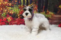 Salt & Pepper Parti | Mandi, a female Miniature Schnauzer for sale in Antlers, OK – Photo 6 of 8