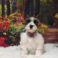 Salt & Pepper Parti | Mandi, a female Miniature Schnauzer for sale in Antlers, OK – Photo 4 of 8