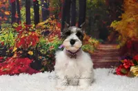 Salt & Pepper Parti | Mandi, a female Miniature Schnauzer for sale in Antlers, OK – Photo 4 of 8