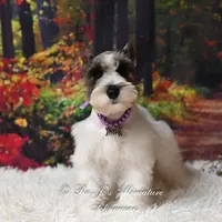 Salt & Pepper Parti | Mandi, a female Miniature Schnauzer for sale in Antlers, OK – Photo 7 of 8