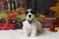 Salt & Pepper Parti | Mandi, a female Miniature Schnauzer for sale in Antlers, OK – Photo 7 of 8