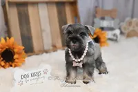AKC Salt & Pepper | Sydney, a female Miniature Schnauzer for sale in Antlers, OK – 4 of 6