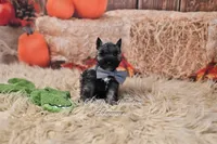AKC Salt & Pepper | Maximus, a male Miniature Schnauzer for sale in Antlers, OK – 4 of 8