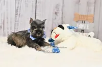 AKC Dallas, a male Miniature Schnauzer for sale in Antlers, OK – 5 of 7