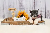 AKC Houston, a male Miniature Schnauzer for sale in Antlers, OK – 3 of 8