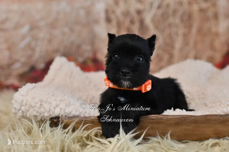 AKC Handsome Lil Ace – Miniature Schnauzer puppy for sale in Antlers, OK