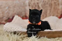 AKC Handsome Lil Ace, a male Miniature Schnauzer for sale in Antlers, OK – 1 of 6