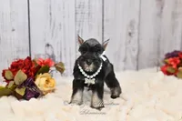 AKC Salt & Pepper | Bella, a female Miniature Schnauzer for sale in Antlers, OK – 2 of 5