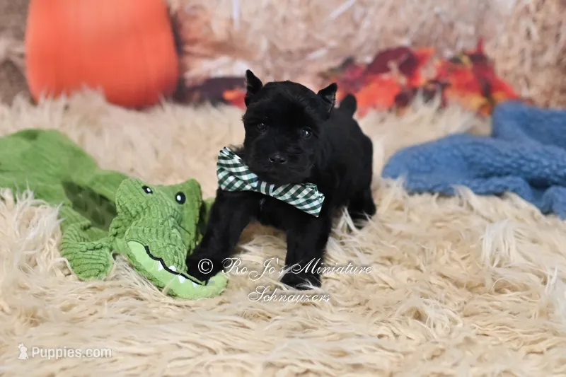 AKC Handsome Lil Shadow  – Miniature Schnauzer puppy for sale in Antlers, OK