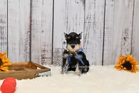 AKC Black & Silver Phantom | Tux, a male Miniature Schnauzer for sale in Antlers, OK – 2 of 5