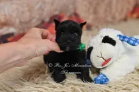 AKC Handsome Lil Midnight, a male Miniature Schnauzer for sale in Antlers, OK – 4 of 5