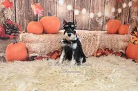 AKC Black & Silver Phantom | Tux, a male Miniature Schnauzer for sale in Antlers, OK – 2 of 9