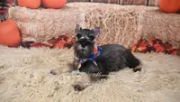 AKC Salt & Pepper | Dallas, a male Miniature Schnauzer for sale in Antlers, OK – 3 of 7