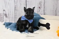 AKC Handsome Lil Stetson, a male Miniature Schnauzer for sale in Antlers, OK – 2 of 7