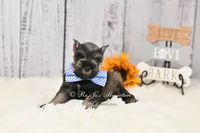AKC Dallas, a male Miniature Schnauzer for sale in Antlers, OK – 4 of 7