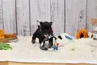 AKC Black & Silver Schnauzer | Cole, a male Miniature Schnauzer for sale in Antlers, OK – 2 of 4